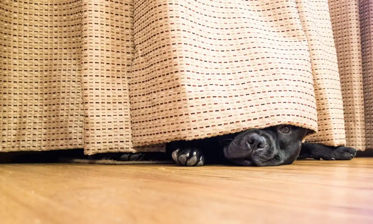 Dog hiding behind some curtains