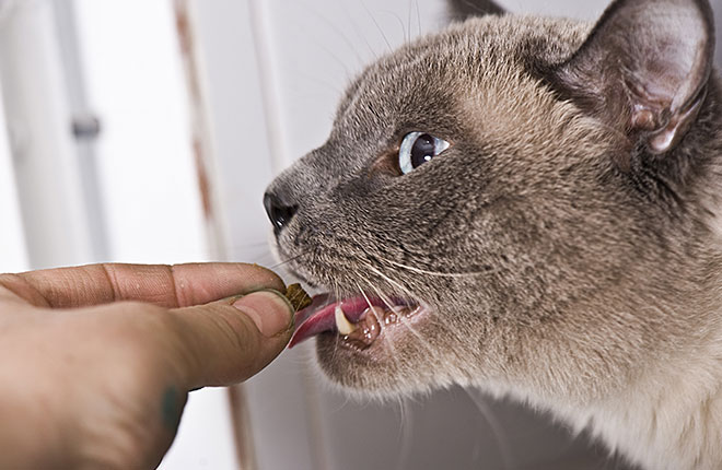 A person feeding a cat a piece of food.