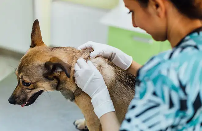 A dog getting examined by a vet.