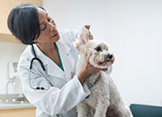 Tips for Making Your Pet’s First Vet Visit a Success