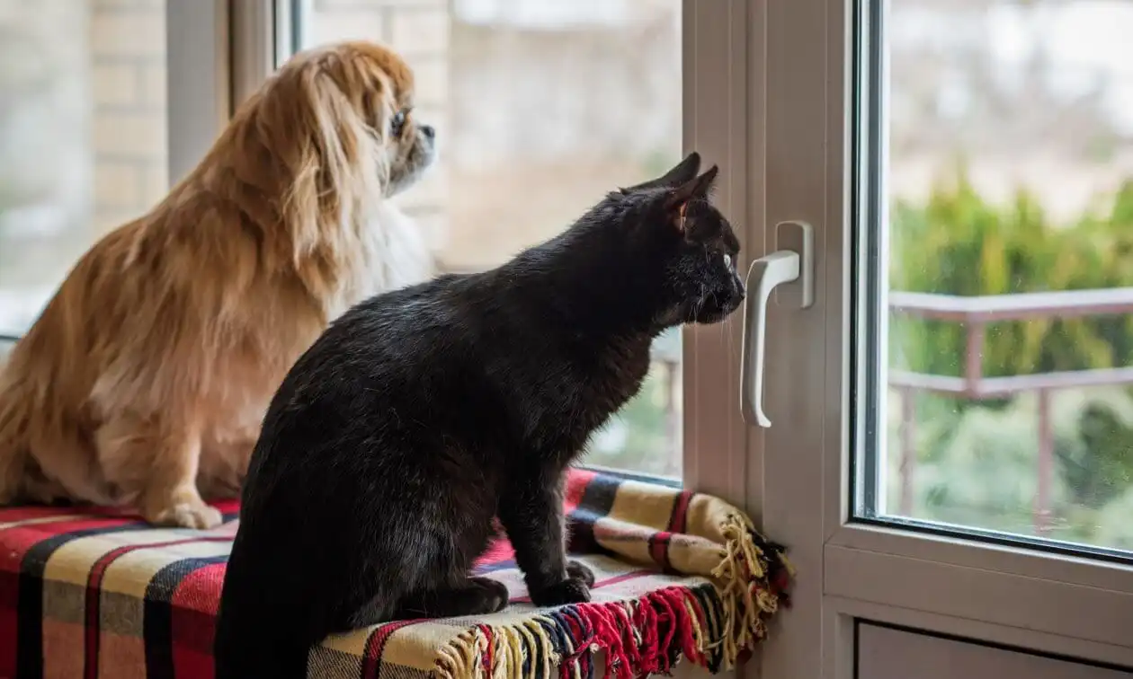 Cat and dog looking out through a window.