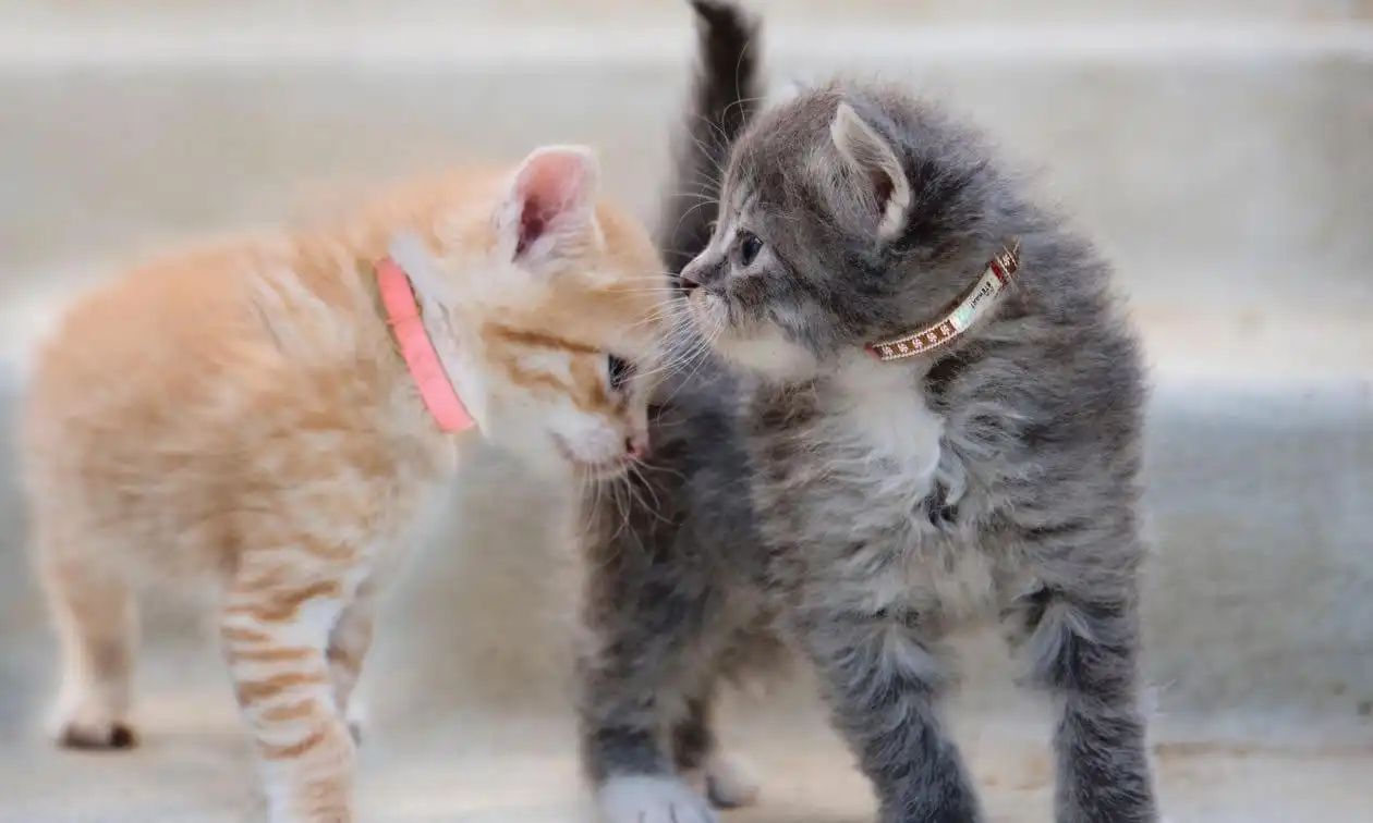 Pair of kittens