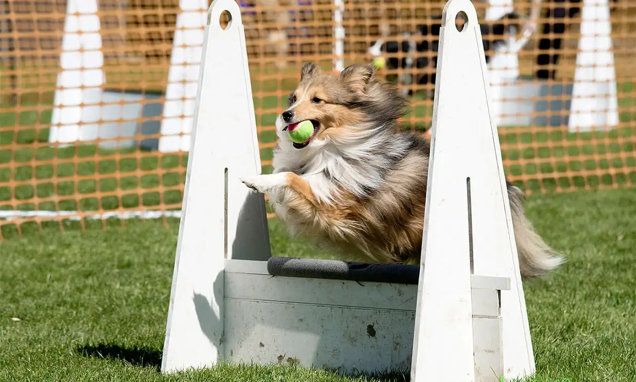 A dog jumping over an obstacle with a tennis ball in its mouth.