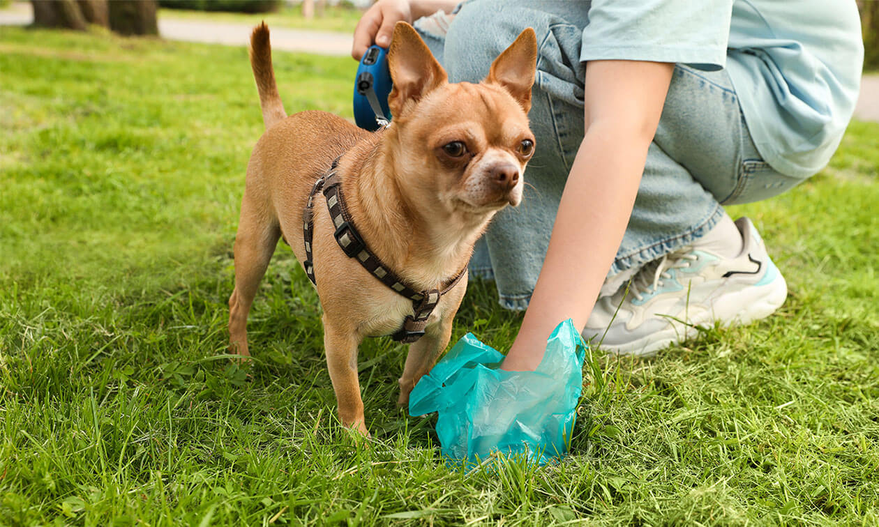 Decoding Your Dog s Poop Zoetis Petcare