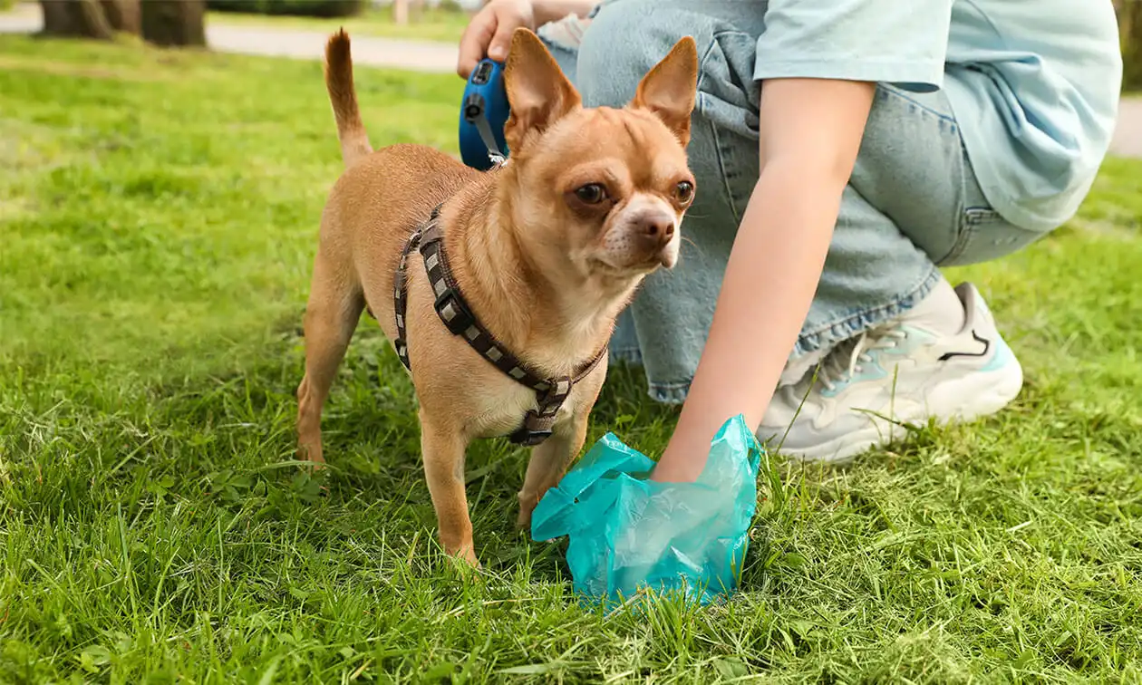 Picking up a dog's poop.