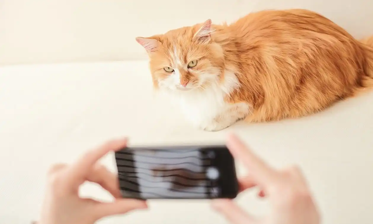 Owner taking video of cat