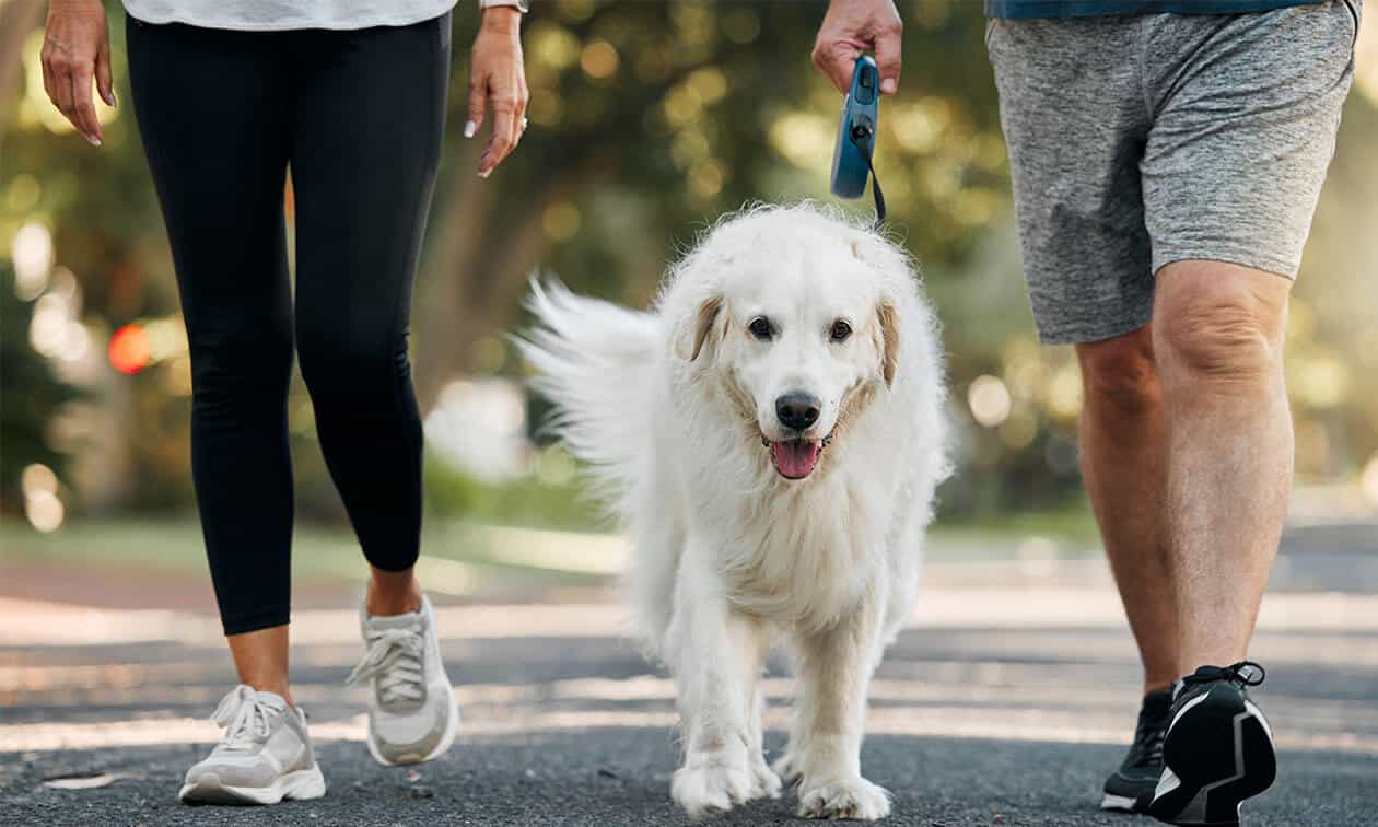 A man and a woman walking a Golden Retriever dog on a leash.