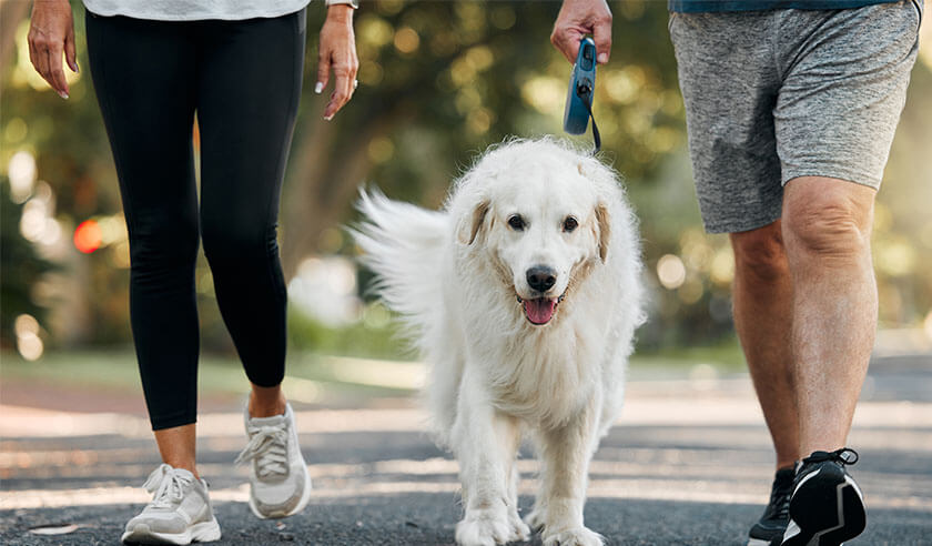 6 Exercises for Dogs with Osteoarthritis