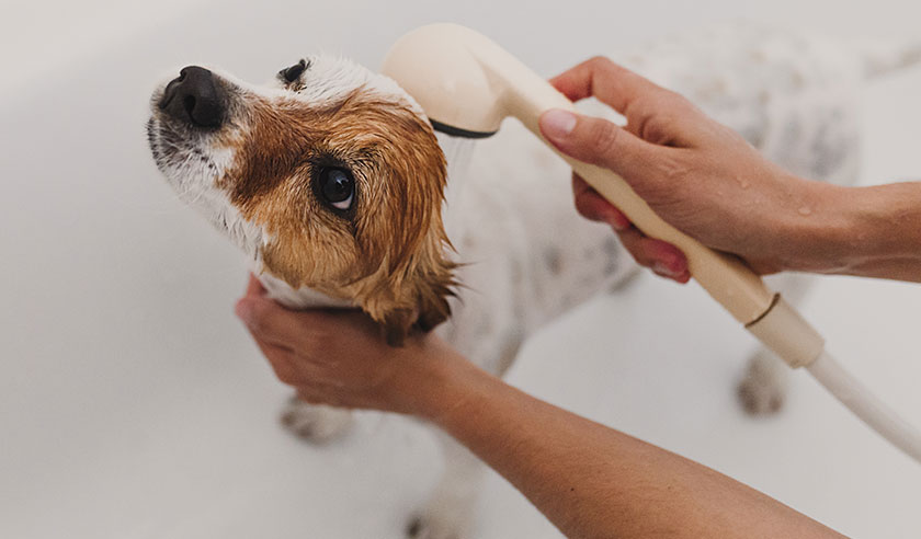 Grooming Your Dog at Home