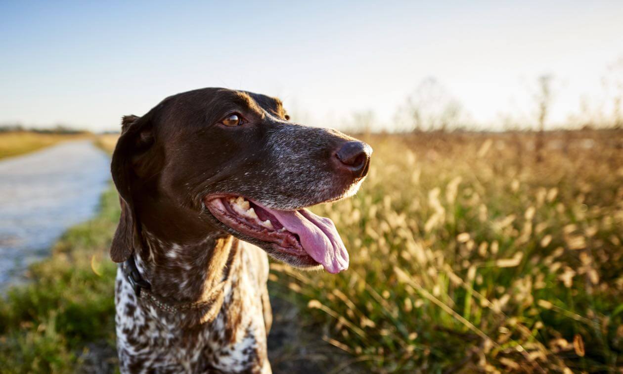 Is Your Dog at Risk for Lyme Disease? | Zoetis Petcare
