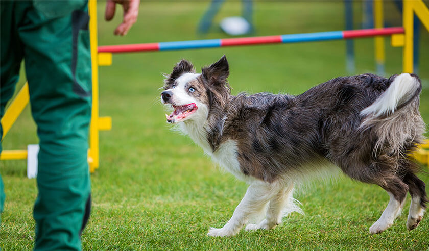 What is Agility Training for Dogs?