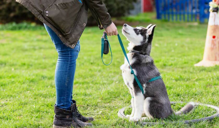 Tips for Finding a Dog Trainer