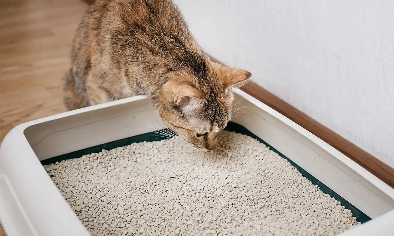 A cat eating from a litter box on the floor.