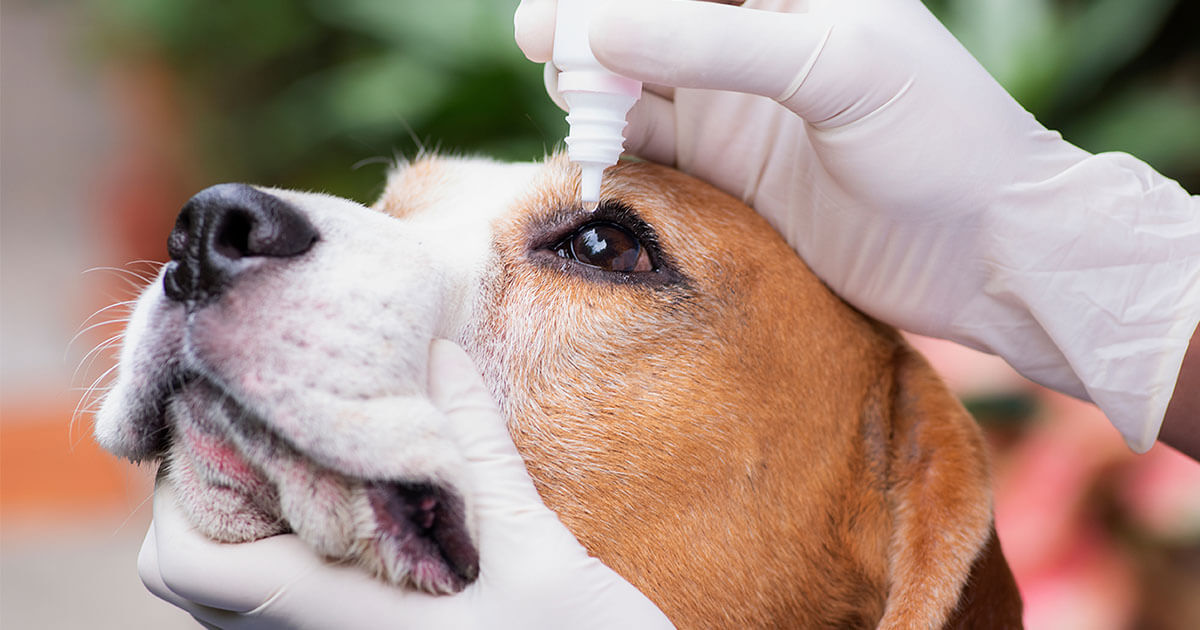 What is Cherry Eye in Dogs? | Zoetis Petcare