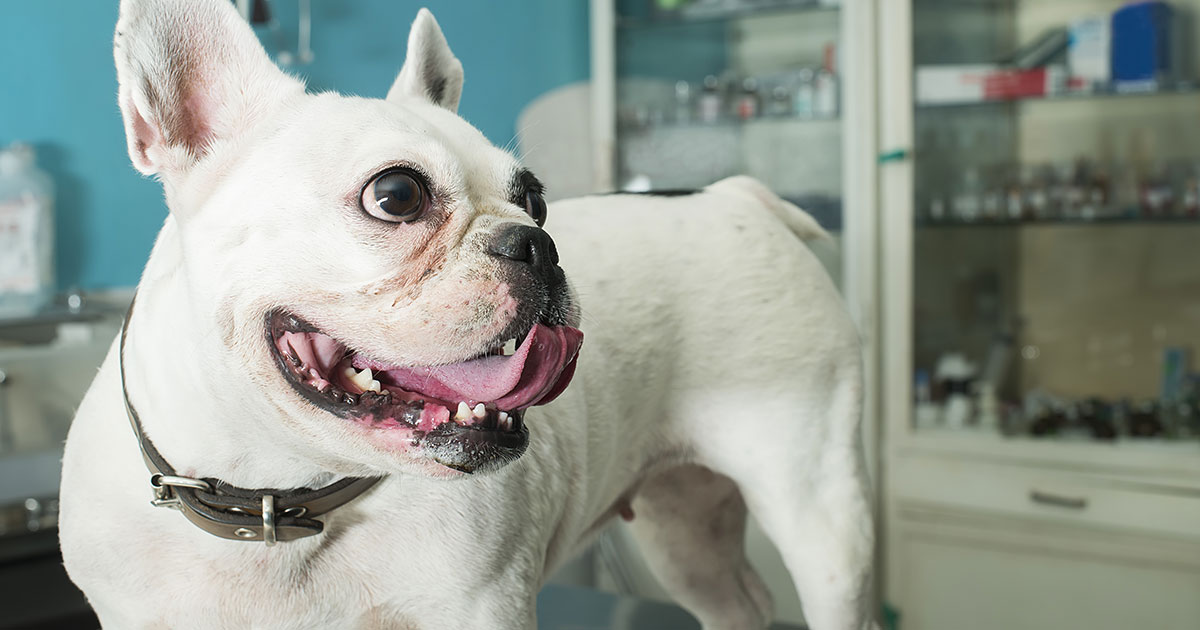 Can My Dog Have Water Before Surgery