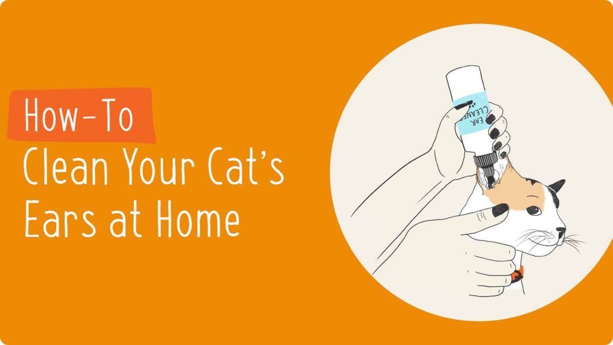 Cat ear deals infection home treatment