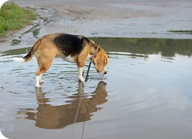 Leptospirosis in Dogs: What to Watch Out For