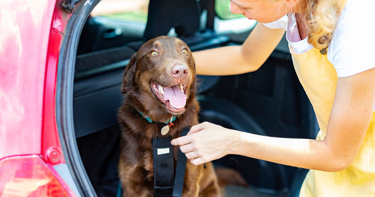 How to Recognize Signs of Motion Sickness in Dogs | Zoetis Petcare - Can Dogs Get Motion Sickness From Eating Apples