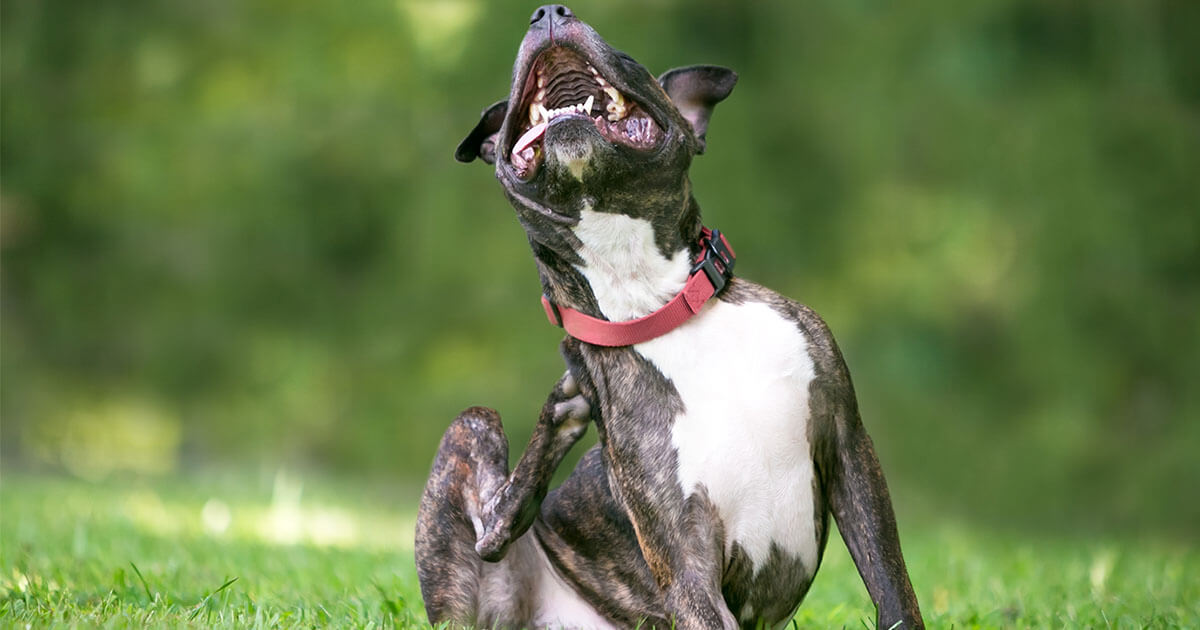 The Tie Between Your Dog’s Gut Health and Their Itching Zoetis Petcare