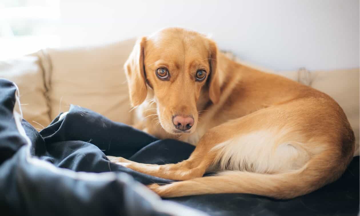 Dog laying down