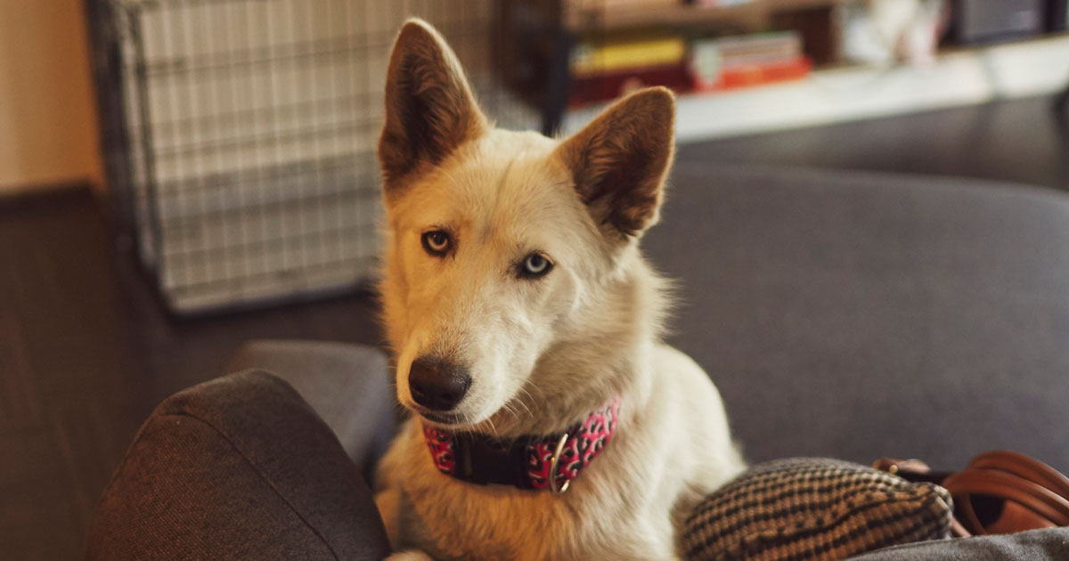 Everything You Need to Know to Crate Train Your Dog Zoetis Petcare