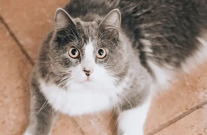 A gray and white cat sitting on a tile floor.