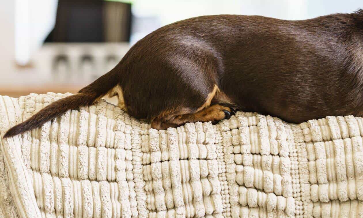 A small brown dog laying on top of a white blanket.