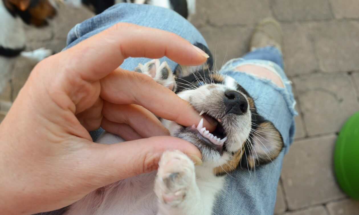 All About Puppy Teeth | Zoetis Petcare