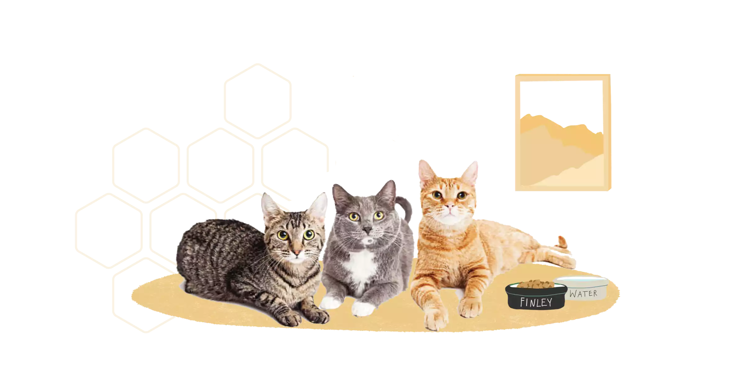 vaccines-for-social-cats-zoetis-petcare
