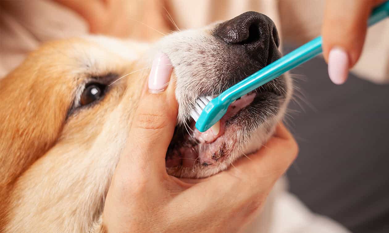 A woman brushing her dog's teeth with a blue toothbrush.
