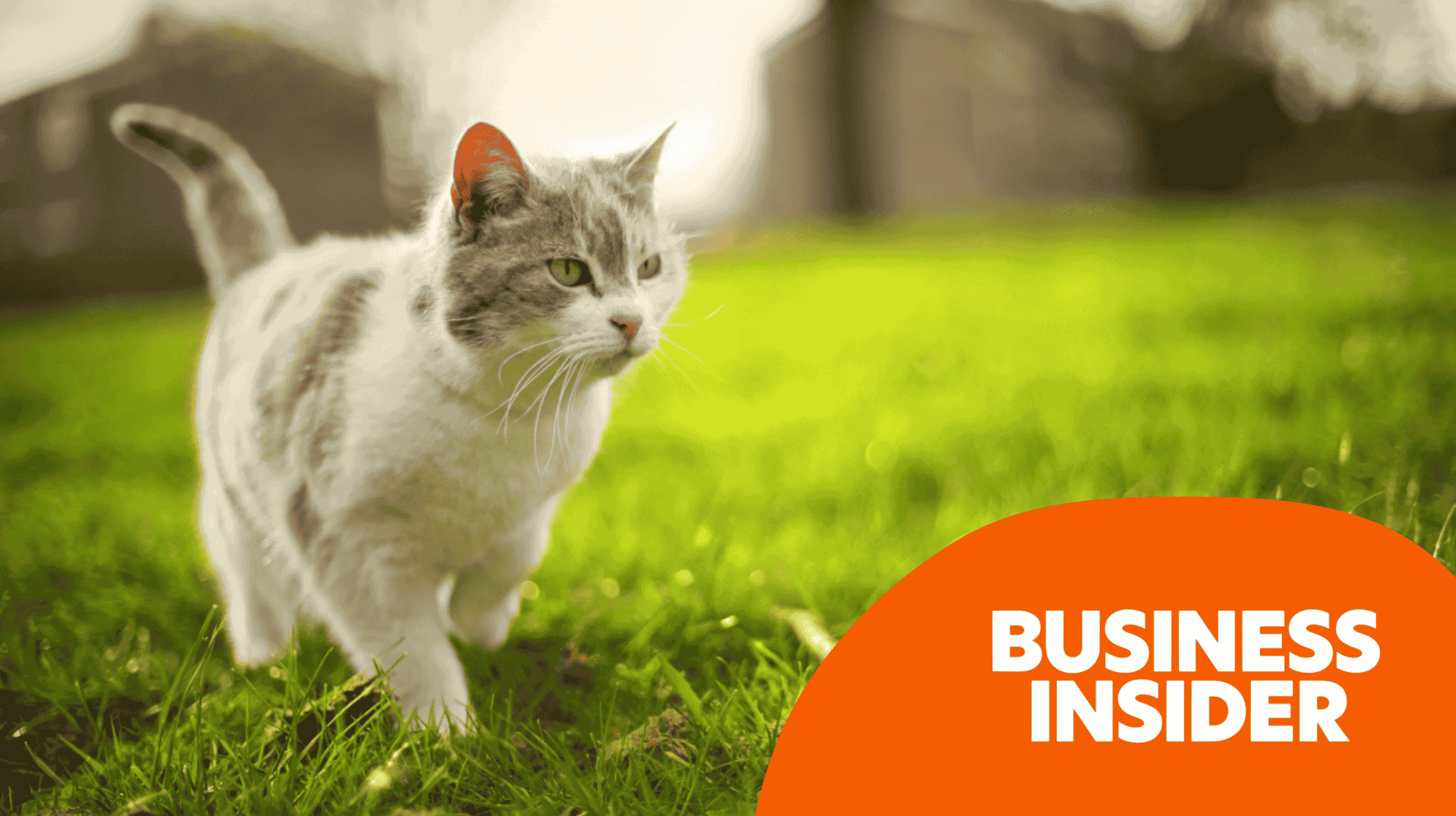 A cat walking across a lush green field.