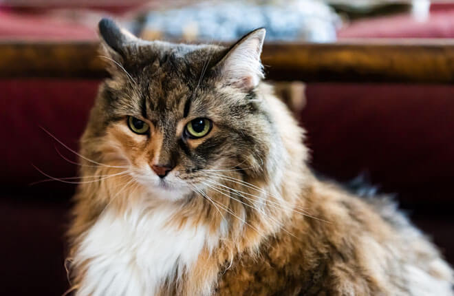 A White Ginger Cat Angry Face Expression, Portraits, Animals - Cats