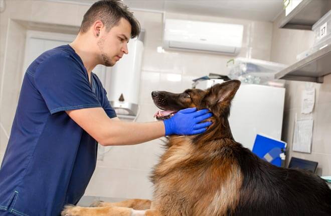 Anemia in Dogs | Zoetis Petcare