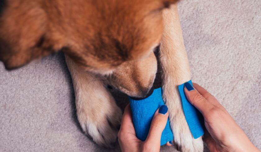 Pet First Aid: The Basics