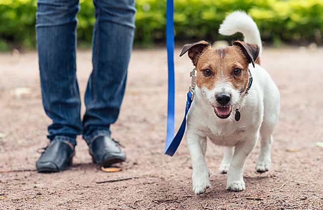 A small white and brown dog on a leash.