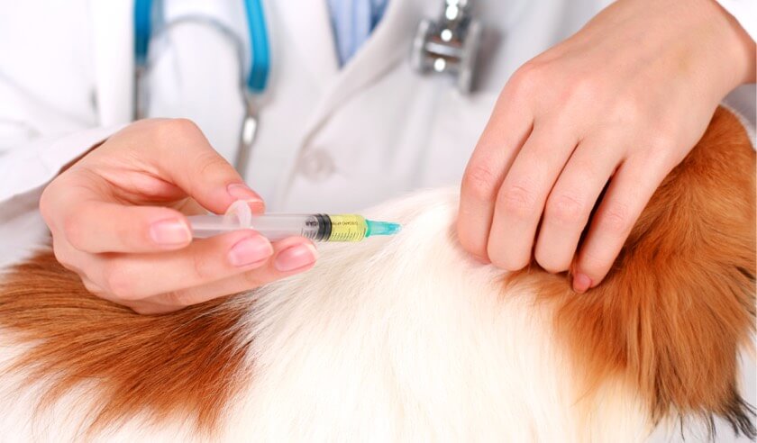 The Benefits of Injectables for Your Pet