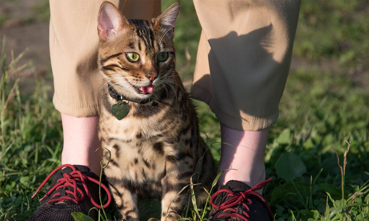 A cat sitting outside next to a person's feet.