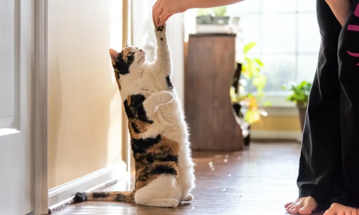 Cat reaching up for a treat
