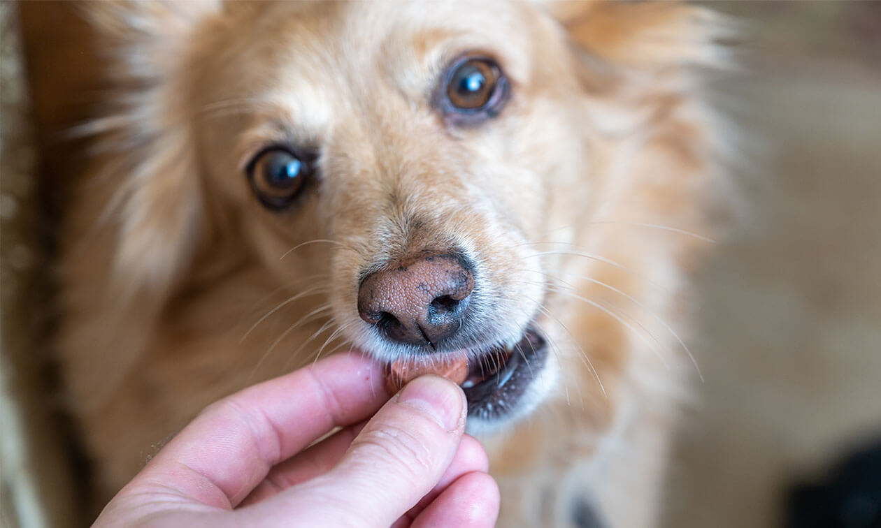 The Benefits of Chewable Medications for Your Pets | Zoetis Petcare