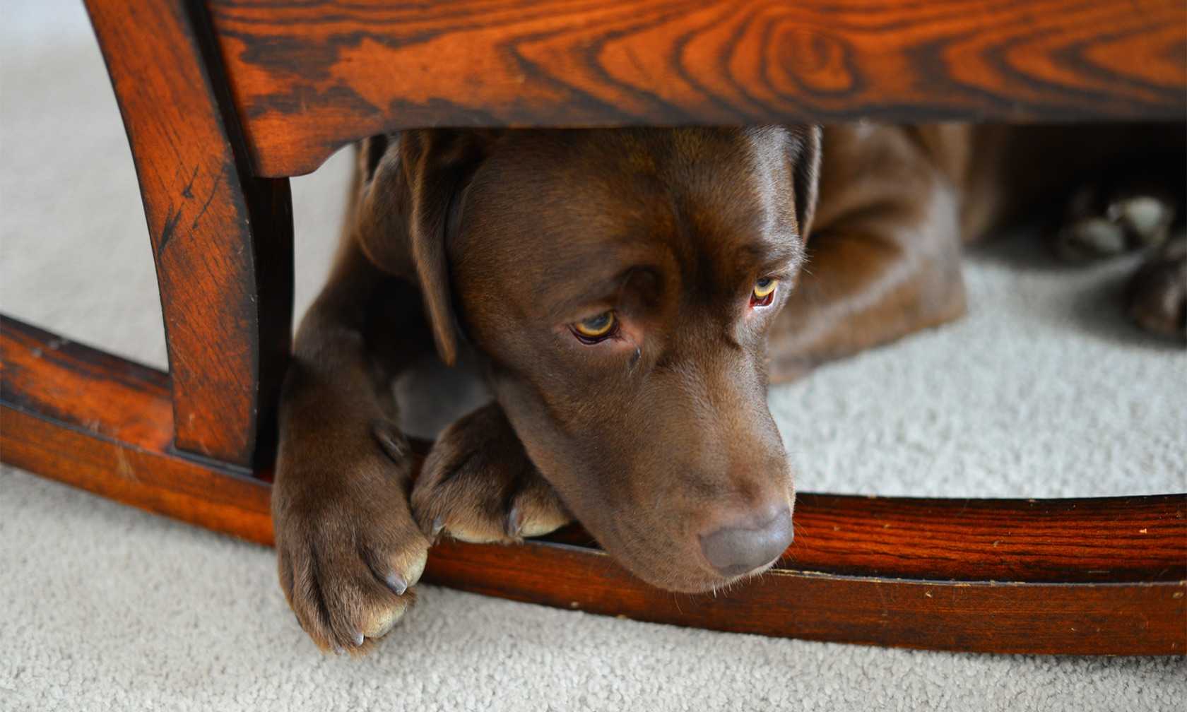 Dog hiding under a chair