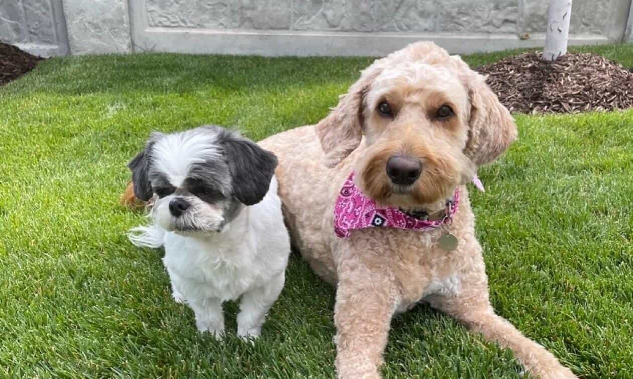 How to Train Your Dog Not to Bark