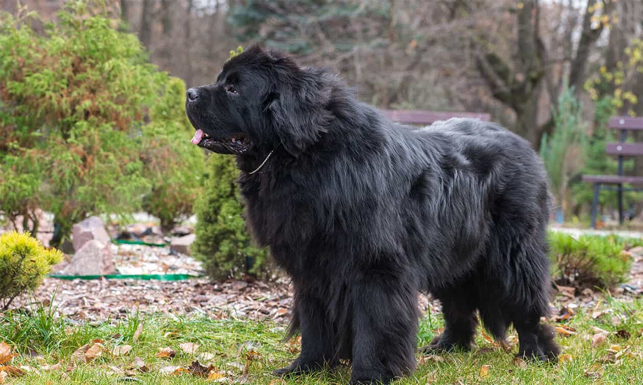 A large black dog standing on grass.