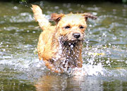 Know the leptospirosis risk in your area