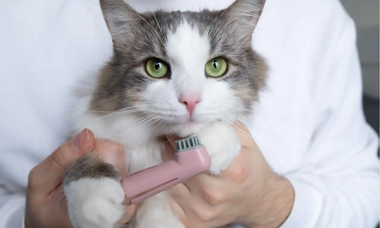 A person holding a cat with a toothbrush in their hands.