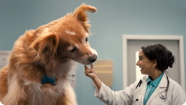 An Easy-to-Give, Tasty Chewable