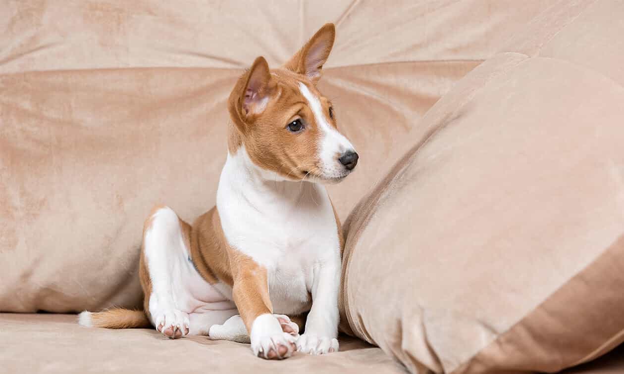Basenji puppy laying on tan furniture.