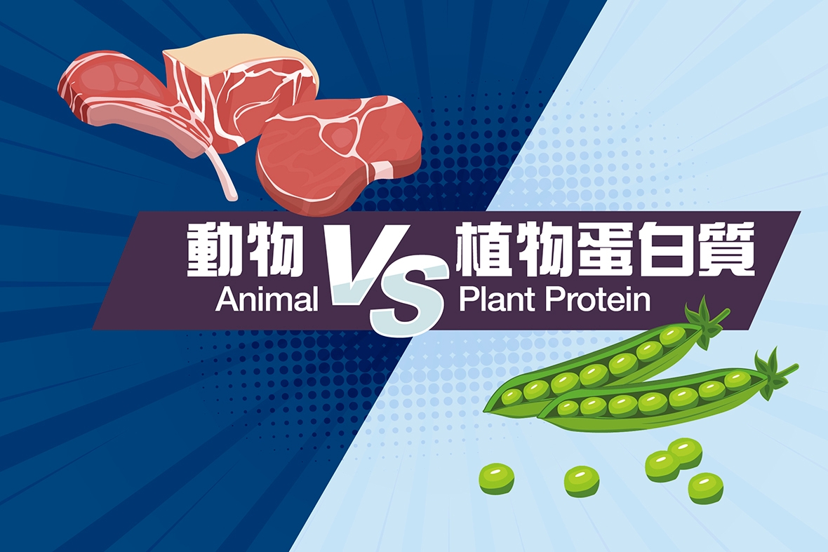 Animal VS Plant Protein