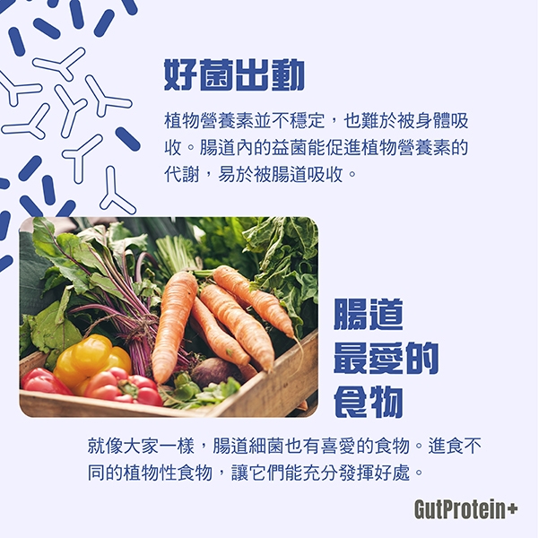 202411_B6_How_do_plant_foods_contribute_to_the_health_of_my_gut_image3_Chi.jpg