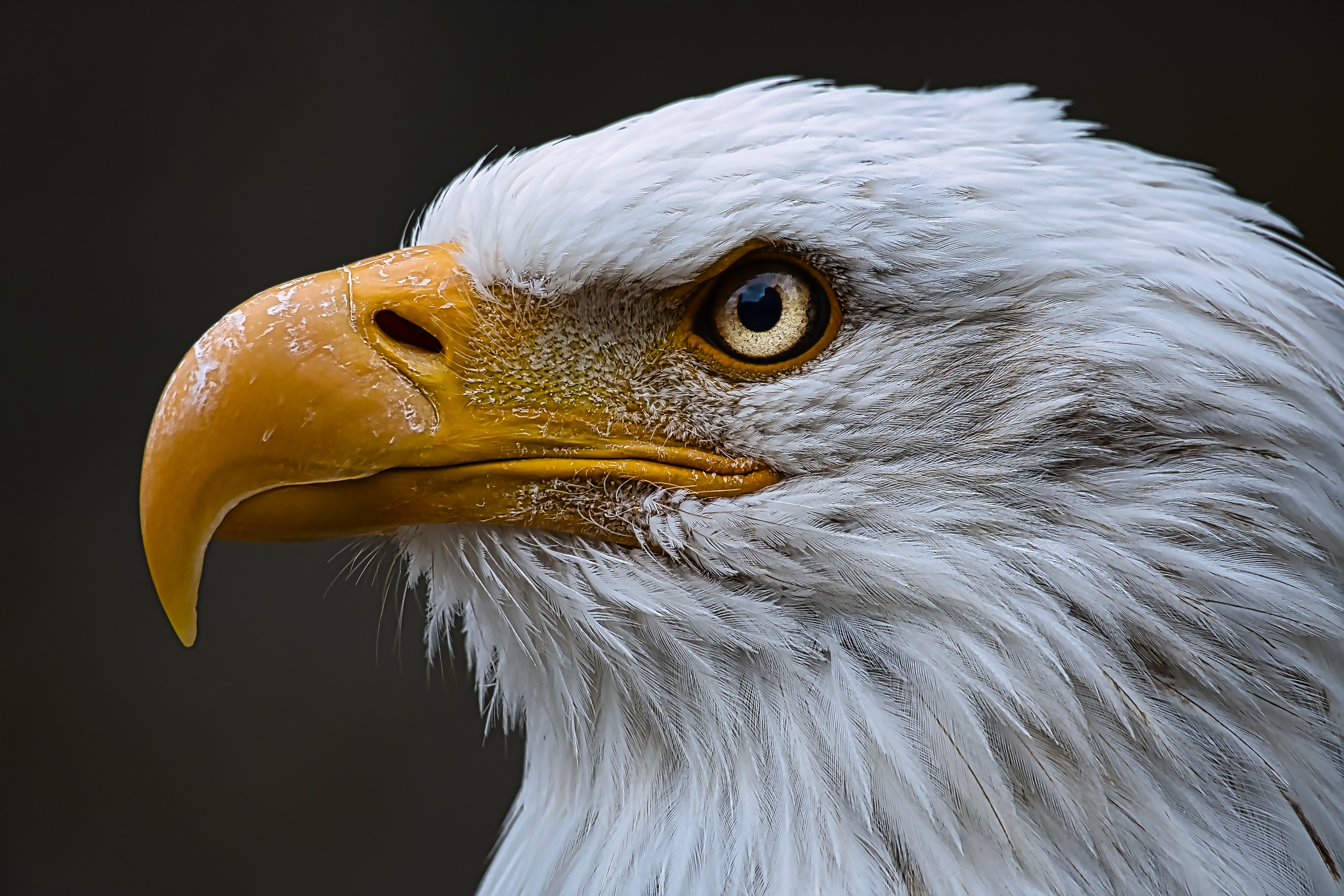 bald-eagle-6481346.jpeg
