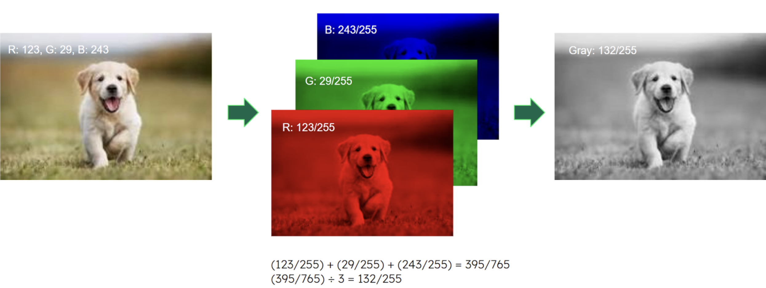 This image is an illustration of quantizing an RGB image into grayscale. On the left side is a photo of a puppy in normal color. In the middle is that same photo in RGB examples. And then on the right is a grayscale version of the photo.